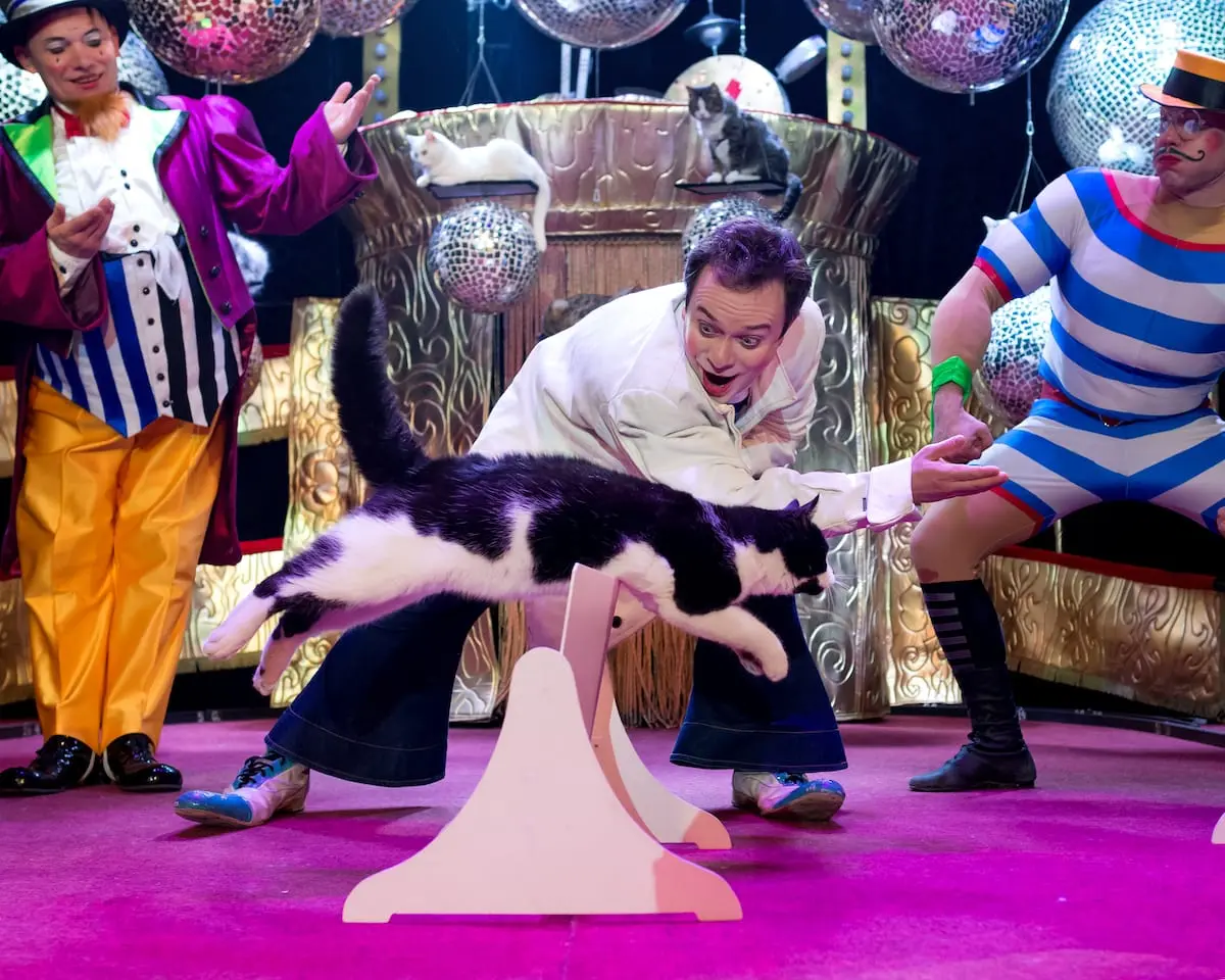 Cats Show. Дмитрий Куклачёв