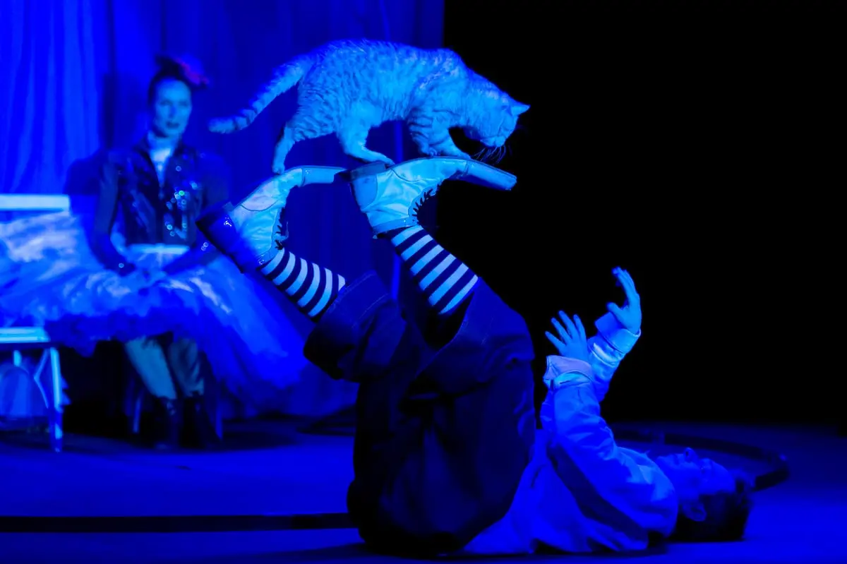 Cats Show. Дмитрий Куклачёв